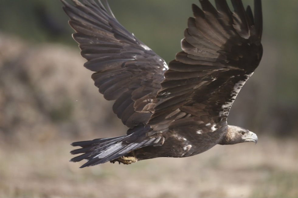 Imagen 27 de la galería de Águila Imperial - Imperial eagle